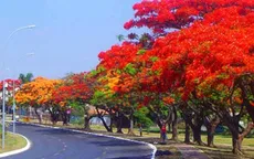 Nhiều hoạt động đặc sắc tại "Lễ hội Hoa phượng đỏ"