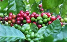 Giá cà phê thất thường theo tin đồn thời tiết