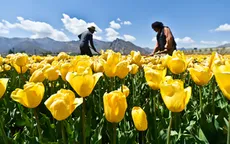 Tulip đua sắc tại Liêu Ninh, Trung Quốc