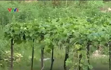 Tăng vốn pháp định BĐS - Khó loại bỏ chủ đầu tư “tay không bắt giặc”