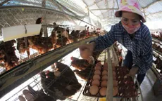 Tăng giá trứng: Người chăn nuôi không được lợi