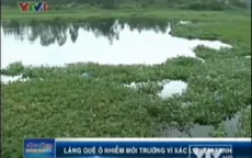 VIDEO: Làng quê Quảng Nam ô nhiễm vì xác lợn tai xanh 