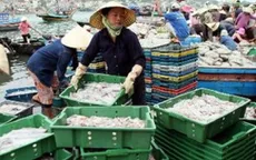 Phê duyệt Đề án Tổ chức lại sản xuất khai thác hải sản 