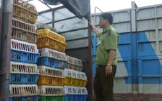 Gia cầm nhập lậu gia tăng trở lại