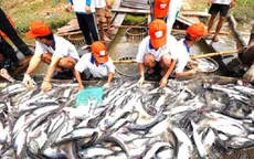 Đề xuất tăng thời hạn cho vay vốn nuôi cá tra