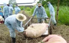 Cấp 20.000 liều vắc-xin phòng bệnh lợn tai xanh ở Đắk Nông