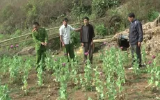 Điện Biên: Phá nhổ trên 1,2 ha cây thuốc phiện