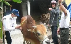 Xuất hiện bệnh lở mồm long móng ở Hà Tĩnh