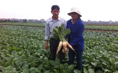 Mở rộng diện tích rau an toàn ở Hà Nội