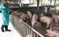 Dịch tai xanh đã bớt căng thẳng