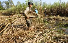 ĐBSCL: Vụ mía kết thúc, nông dân không có lãi