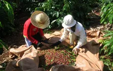 Chất lượng cà phê có thể giảm do hạn hán