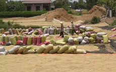 Năm 2013: Sản lượng lúa sẽ tăng dù hạn hán
