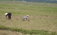 Nắng hạn trên diện rộng tại miền Trung