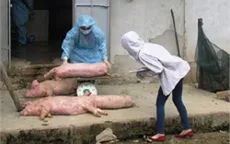 Hà Tĩnh: Nông dân khốn đốn vì dịch lợn tai xanh