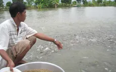 Số hộ nuôi cá tra thua lỗ ngày càng tăng