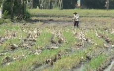 Đồng Tháp: Nguy cơ nhiễm cúm gia cầm cao