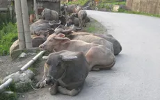 Đề nghị cho mua bán trâu bò ở biên giới 