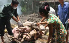 Dịch lợn tai xanh tái phát tại miền Bắc