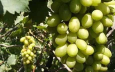 "Nho xanh ở Big C The Garden không phải nho Trung Quốc"