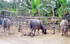 Phú Yên: Gần 20 con trâu bỗng dưng "biến mất"