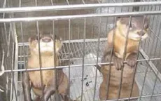 180 động vật hoang dã bị rao bán trên mạng