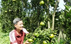 Hậu Giang: Trái cây nghịch vụ được giá