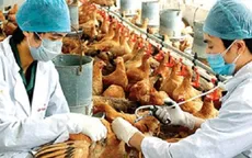 Việt Nam chưa ghi nhận trường hợp mắc cúm A/H7N9