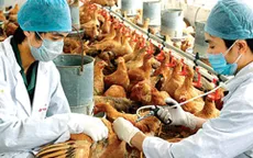 Đăk Nông: Gần 4,5 tỷ đồng phòng, chống dịch cúm gia cầm