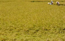 Khuyến khích nông dân trữ lúa giống theo kỹ thuật mới