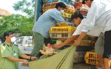 Nguy cơ nhiễm cúm khi cán bộ “tay không” bắt gia cầm 