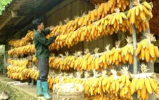 Ẩn họa khó lường từ bột ngô mốc