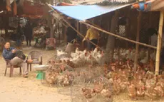 Thu thập, xét nghiệm 18.000 mẫu gia cầm