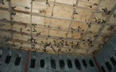 Tin chim yến nhiễm H5N1 khiến người nuôi lao đao