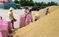 Các DN đã mua tạm trữ đủ 1 triệu tấn gạo