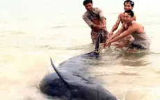 Cá voi nặng 800kg mắc vào lưới ngư dân 