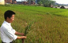 Làng mất mùa... vì “sát thủ khói trắng”