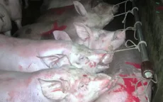 Tăng cường kiểm tra nạn bơm nước vào gia súc khi giết mổ 