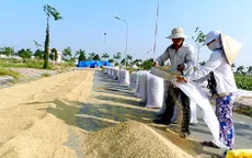 Bộ NN&PTNT đề xuất giải pháp hỗ trợ ngành lúa gạo