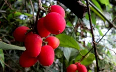 Ăn nhầm quả dại, 3 trẻ tử vong