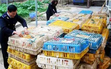 Lào Cai: Bắt 2 tấn gà nhập lậu từ Trung Quốc   