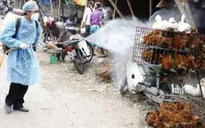 Dịch tai xanh, cúm gia cầm tái xuất   
