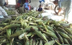 Tin đồn thất thiệt, người trồng bắp lao đao   