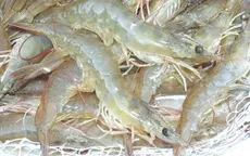 Việt Nam - Top 3 nước bị từ chối nhập khẩu thủy sản lớn nhất