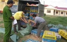 2/10 mẫu gà lậu từ Lạng Sơn dương tính với H5N1