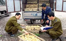 Tràn lan giống gia cầm từ Trung Quốc 