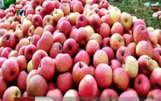 58% lượng táo nhập khẩu ở Việt Nam là từ Trung Quốc