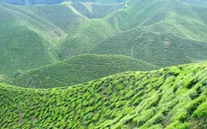 Mùa vàng vùng cao