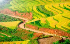 Tây Bắc ngày gặt
