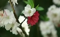 Lạ kỳ cây đào nở hoa 3 màu ở Trung Quốc